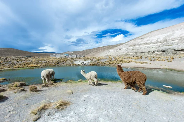 Lamów Andach Góry Peru — Zdjęcie stockowe