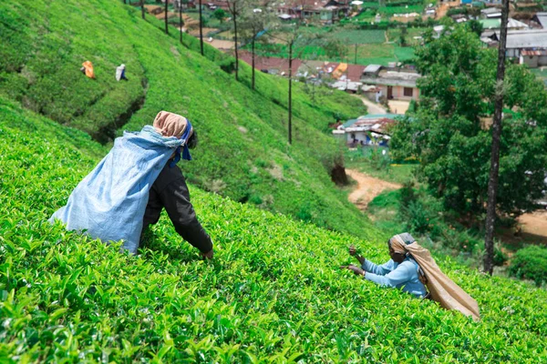 Nuwara Eliya Sri Lanka Мах Женский Сборщик Чая Чайной Плантации — стоковое фото