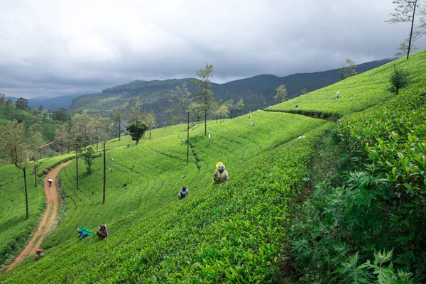 Nuwara Eliya Sri Lanka Mach Női Tea Picker Tea Ültetvény — Stock Fotó