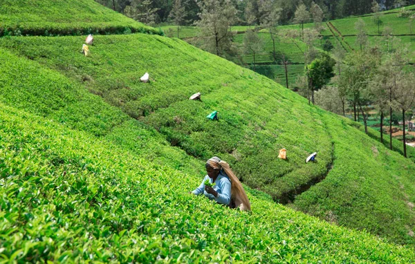 Νουγουάρα Ελίγια Σρι Λάνκα Μαχ Θηλυκό Τσάι Επιλογέα Φυτεία Τσαγιού — Φωτογραφία Αρχείου