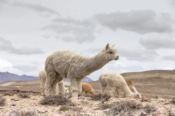 Lamas Chodzenie Andach Peru — Zdjęcie stockowe