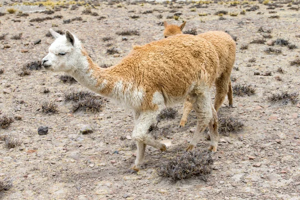 Lamas Caminando Cordillera Los Andes Perú — Foto de Stock