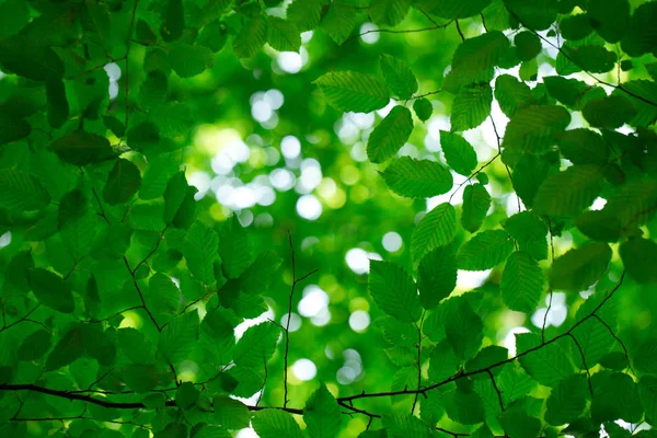 Zielone Liście Niewyraźnym Tle — Zdjęcie stockowe