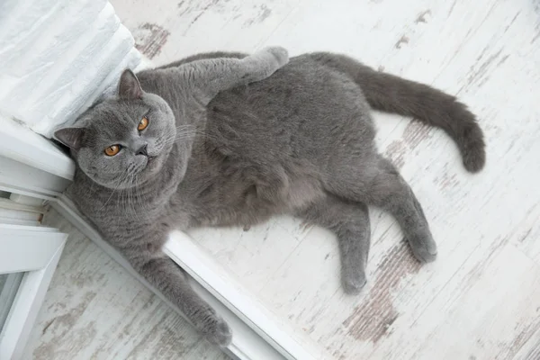 Puhdasrotuinen Kissa Lepää Puulattialla — kuvapankkivalokuva