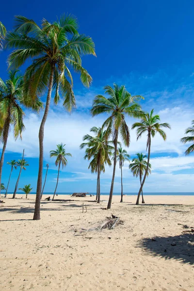 Strand Mit Palmen Und Tropischem Meerblick — Stockfoto