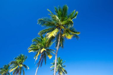 Mavi gökyüzü arka planında palmiye ağaçları