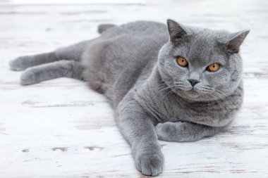 ahşap zemin üzerinde dinlenme purebred kedi