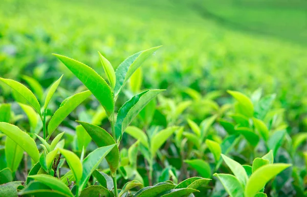 Tea Leaves Plantation Daytime — Stock Photo, Image