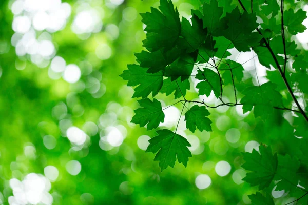 Gröna Blad Suddig Bakgrund — Stockfoto