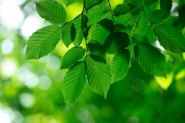 Green Leaves Blurred Background — Stock Photo, Image