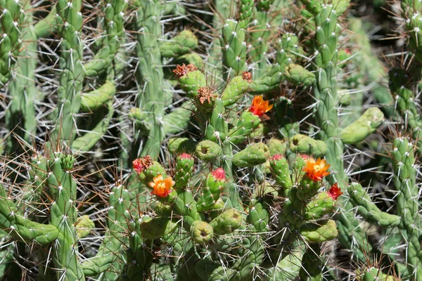 Close Van Cactussen Bloesem Overdag — Stockfoto