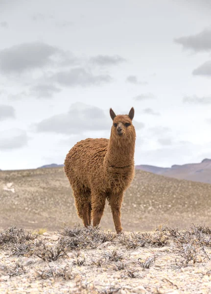 Lama Walking Andes Mountains Peru Stock Picture