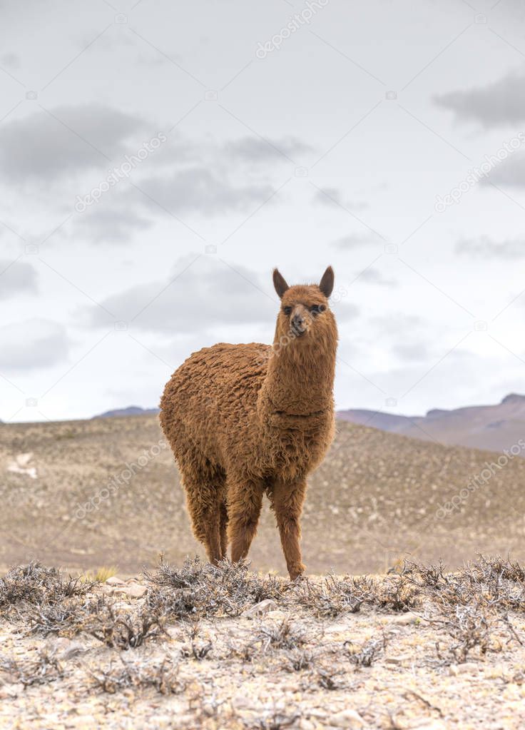 lama walking in Andes,Mountains, Peru