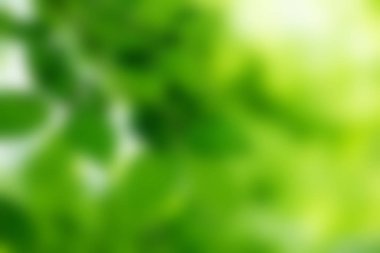 Arka plan bulanık yeşil yaprakları 