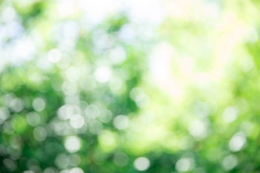 Arka plan bulanık yeşil yaprakları 