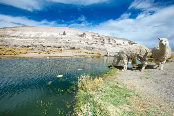 Lamas Marchant Andes Montagnes Pérou — Photo