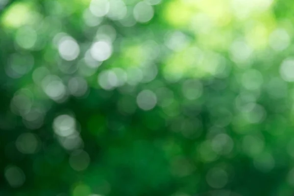 Groene Wazig Bladeren Achtergrond — Stockfoto