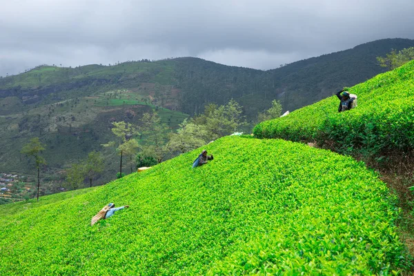 India Sri Lanka March 2017 Female Tea Pickers Tea Plantation Stock Picture