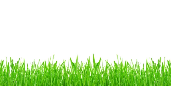 白い背景に隔離された緑の草 — ストック写真