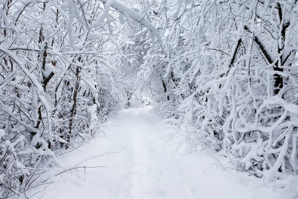 Floresta de inverno e a estrada — Fotografia de Stock