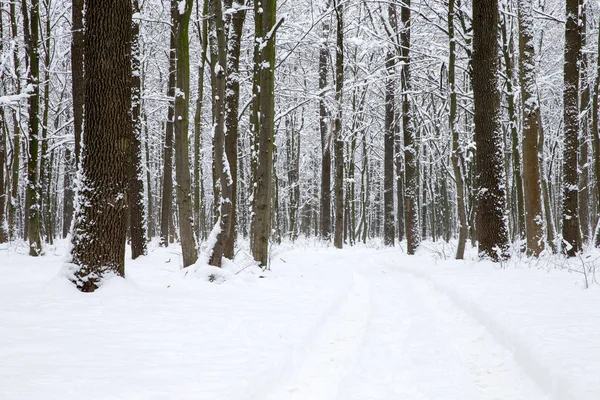 Bosque de invierno y la carretera. Paisaje invierno —  Fotos de Stock