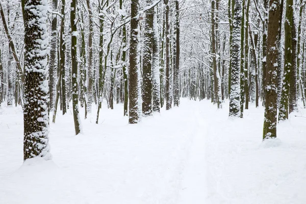 Floresta de inverno e a estrada. Paisagem inverno — Fotografia de Stock