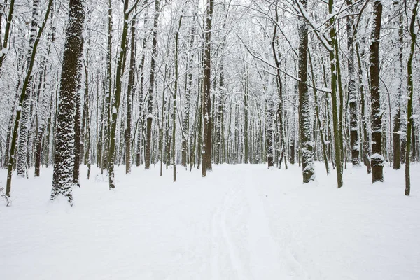 Forêt d'hiver et la route — Photo