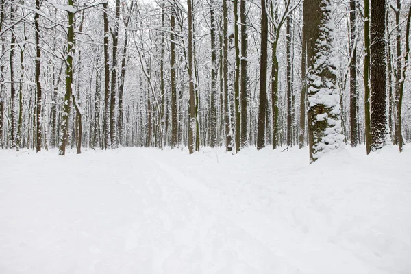 冬の森と道路。冬景色 — ストック写真