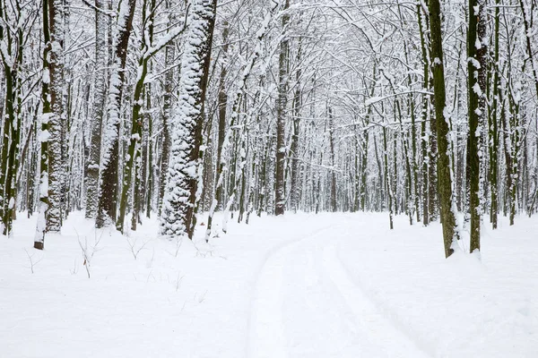 Vinter skogen och vägen — Stockfoto