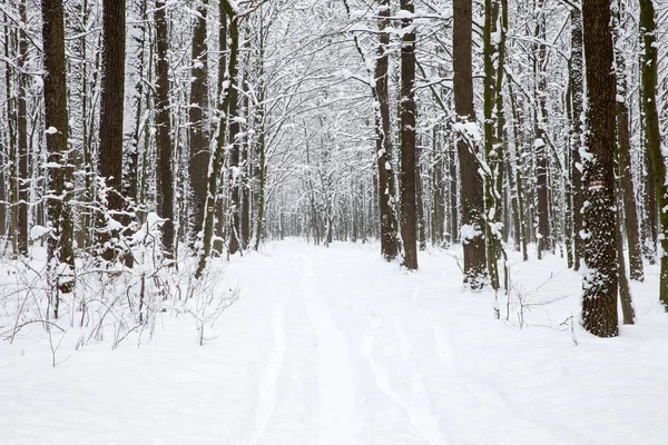 Téli erdő és az út — Stock Fotó