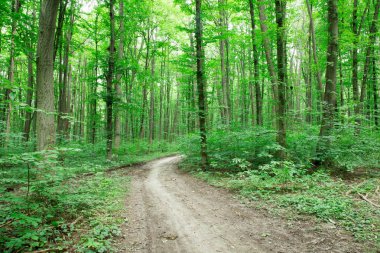 Orman ağaçları. doğa yeşil ahşap güneş ışığı arka planı