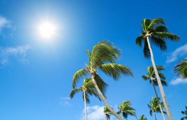 Palmiye ağacı üzerinde sky