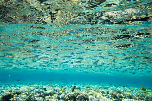 Podvodní panorama světa. Korálové útesy oceánské světlo pod vodou — Stock fotografie