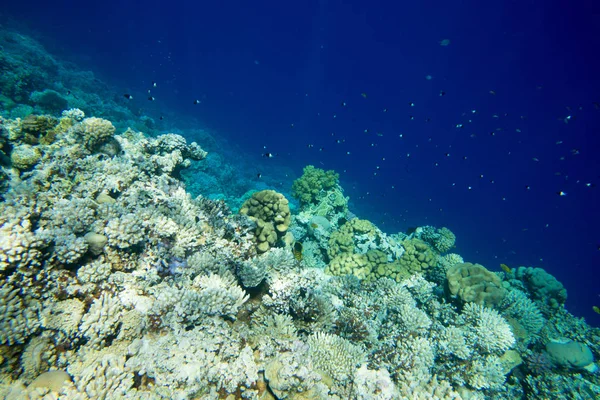 Unterwasserwelt-Panorama. Korallenriff Ozeanlicht unter Wasser — Stockfoto