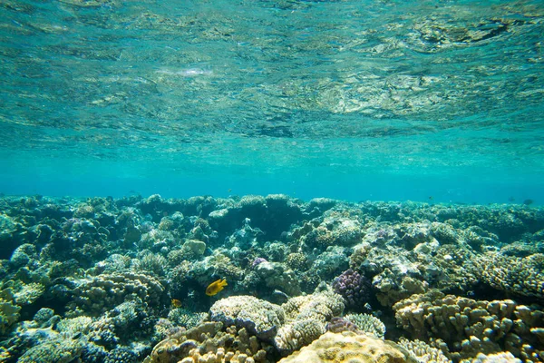 Panorama del mundo submarino. Arrecife de coral luz del océano bajo el agua —  Fotos de Stock