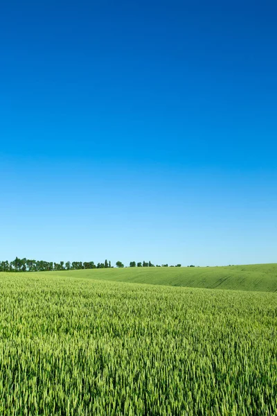 Field of grass and perfect sky — Stock Photo, Image