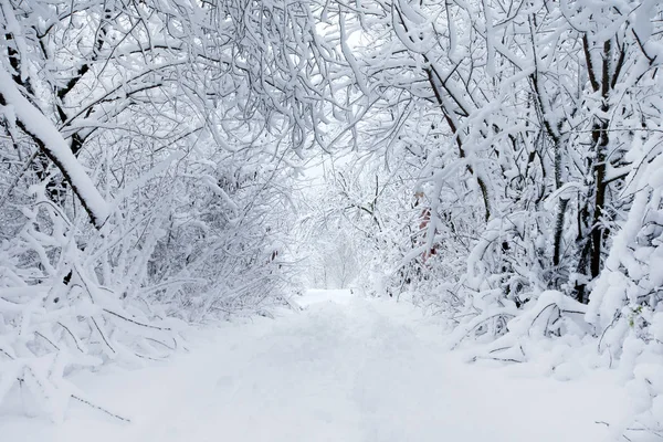 Bosque de invierno y el camino — Foto de Stock