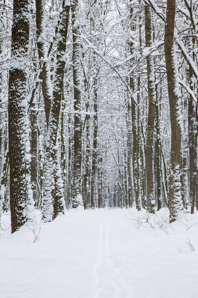 Floresta de inverno e a estrada — Fotografia de Stock