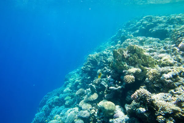 Panorama do mundo subaquático. Coral recife oceano luz debaixo de água — Fotografia de Stock