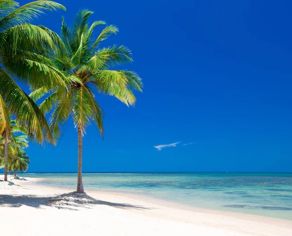 Playa y mar tropical — Foto de Stock