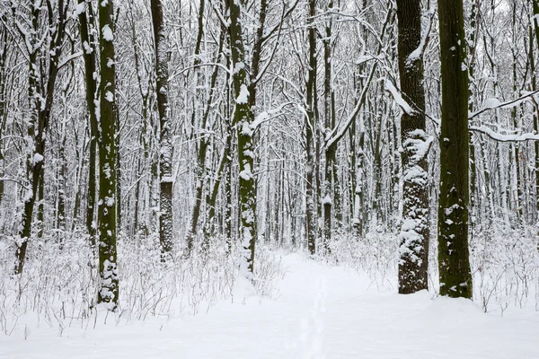 Bosque de invierno y la carretera. Paisaje invierno —  Fotos de Stock