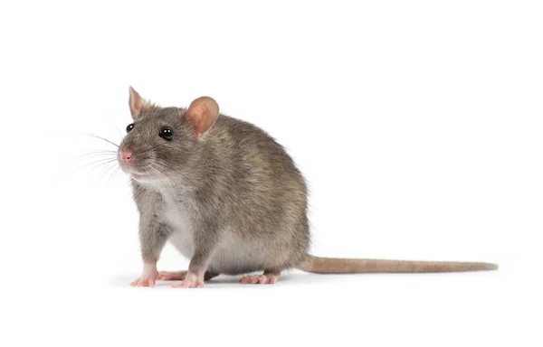 Rat geïsoleerd op witte achtergrond — Stockfoto