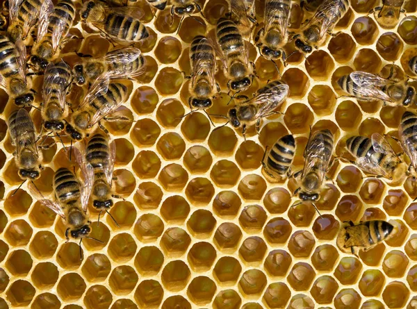 Abejas pululando en un panal —  Fotos de Stock