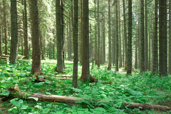 Forest trees. nature green wood sunlight backgrounds — Stock Photo, Image