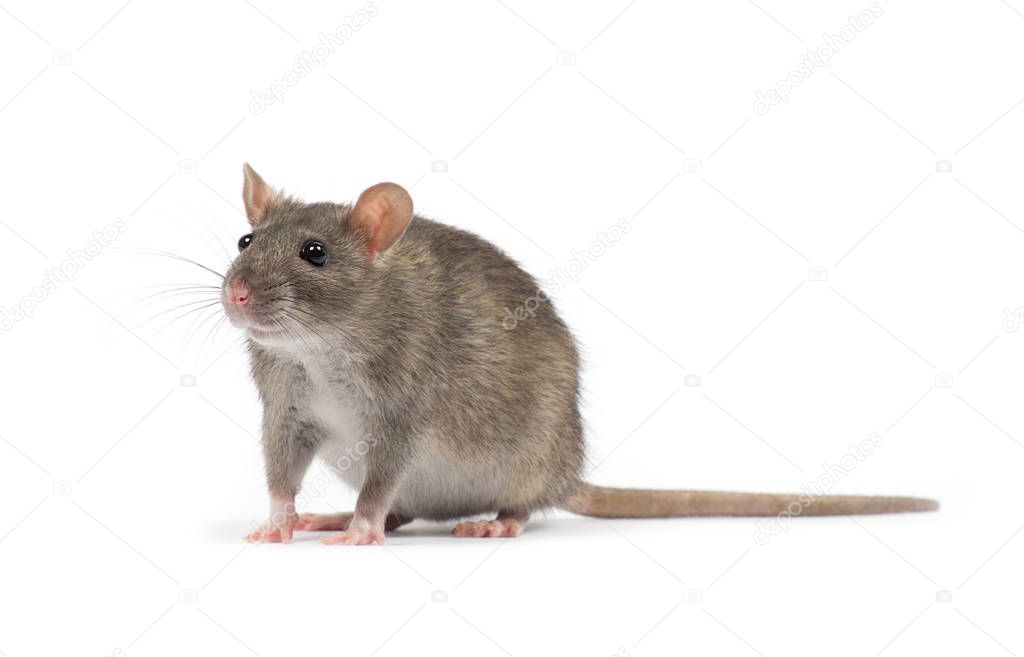 rat isolated on white background