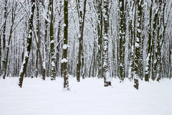 Зимний лес и дорога. Зимний пейзаж — стоковое фото