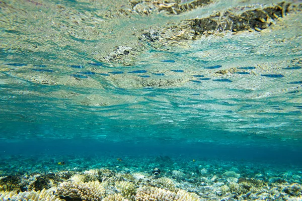 Panorama del mundo submarino. Arrecife de coral luz del océano bajo el agua — Foto de Stock