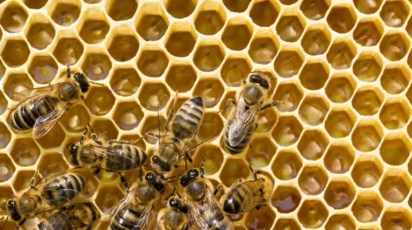 Bienen schwärmen auf einer Wabe — Stockfoto