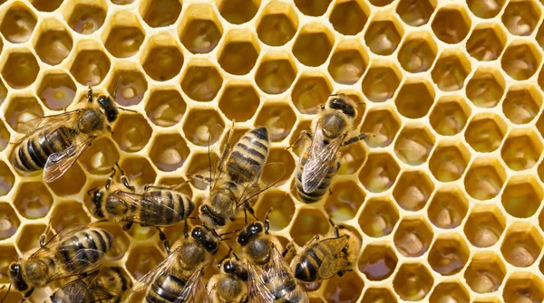 Bees swarming on a honeycomb Royalty Free Stock Photos