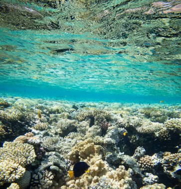 Su altı dünyası manzarası. Mercan resifi okyanus ışığı suyun altında